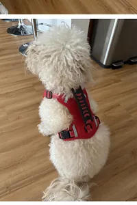 Adjustable red reflective dog harness for training shown on a white curly poodle