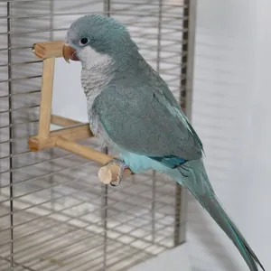 Naturholz Papageiensitzstange Zubehör für Vogelkäfige mit blauem Papagei gezeigt