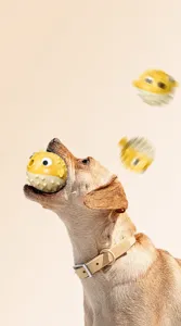 Close-up detail of a dog biting a yellow pufferfish shaped teeth cleaning chew toy