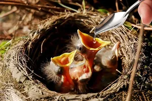 Detailansicht eines Vogelfütterungslöffels aus Edelstahl in einem natürlichen Nest