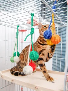 Detail view of a Bengal cat playing with hanging colorful sisal rope balls in a cage