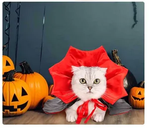 Gros plan d'un chat blanc portant une cape de vampire d'Halloween rouge et noire avec citrouille.