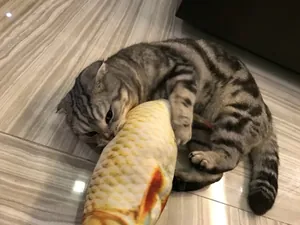 Realistic fish cat toy shown with a cat for interactive play and biting