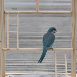 Gros plan d'un perroquet bleu sur un support de jeu à grimper en bois à plusieurs niveaux
