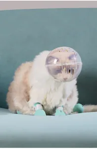 Detailansicht einer Katze mit einer transparenten Schutzhaube und blauen Silikonschuhen