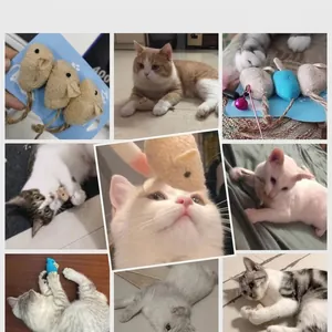 Set of interactive plush mouse cat toys shown in multiple real-life cat play scenes