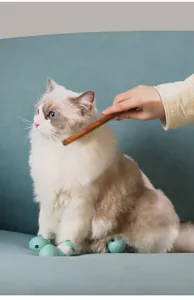 Nahaufnahme einer Katze mit türkisfarbenen Silikon-Krallenschutzschuhen auf einem Sofa