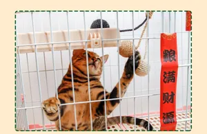 Detailed view of a cat playing with hanging sisal rope balls inside a white wire cage.