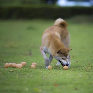 Λεπτομέρεια ενός Shiba Inu που παίζει με ρεαλιστικά παιχνίδια σκύλου σε σχήμα αυγού