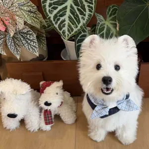 Simpatico Bavaglino per Animali Domestici a Quadretti con Fiocco per Cani Piccoli Gatti Stile Britannico Accessori Fotografici Collare Decorativo