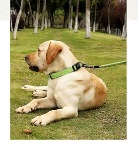 Detail of a lime green reflective dog collar and leash set on a Labrador in a park.
