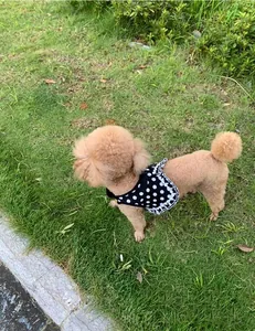 Close-up of a polka dot dog harness vest on a brown dog standing on green grass