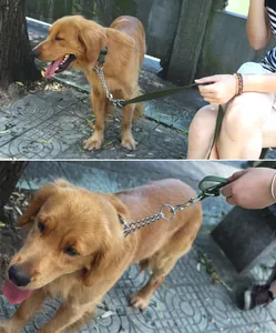 Close-up of a heavy duty metal chain collar with a durable green nylon leash lead.