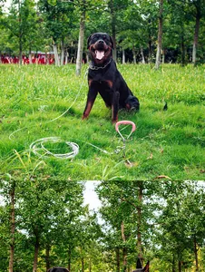 Outdoor dog tie-out stake and steel wire cable set used in a park setting.