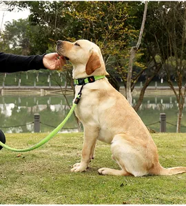 Close-up of a neon green reflective dog leash and collar set worn by a Labrador