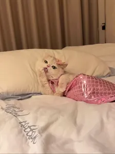Divertido disfraz de sirena para gato con cola de pez de lentejuelas rosas.