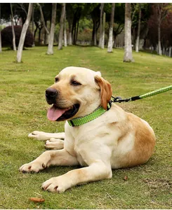 Close-up view of a reflective neon green dog collar and leash on a Labrador dog in a park