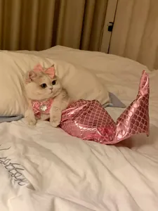 Divertido disfraz de sirena rosa para gatos con cola de pez brillante y lazo decorativo