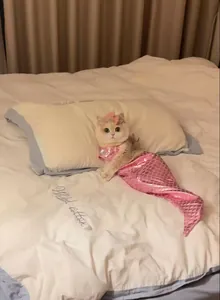 Vista detallada de un divertido disfraz de cola de sirena rosa para gatos en una cama