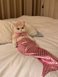 Divertido disfraz de cola de sirena con lentejuelas rosas y lazo a juego para gatos