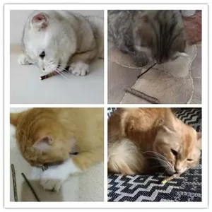 Gatti che giocano con bastoncini naturali di Matatabi per la loro salute dentale