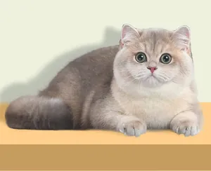Close-up of a fluffy golden British Shorthair cat sitting on a yellow surface