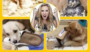 Detailed collage showing dogs chewing slippers and furniture to highlight durable squeaky toys