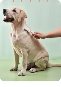 Professional white metal tooth pet flea comb being used on a yellow Labrador retriever dog