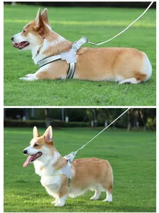 Verstellbares reflektierendes Hundegeschirr mit Leine an einem Corgi im Park