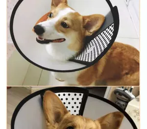 Detalle de un Corgi con collar isabelino protector de lunares para recuperación de mascotas.