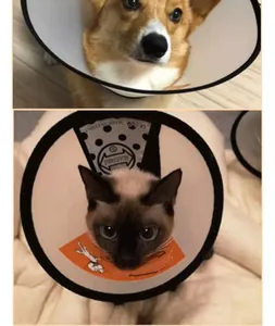 Collar isabelino protector para gatos y perros para evitar lameduras y mordeduras