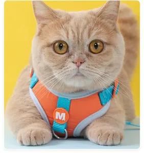 Nahaufnahme einer Katze mit einem orange-blauen, verstellbaren Westengeschirr für Haustiere