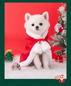 White dog wearing a festive red Christmas hooded cape with white fur trim.