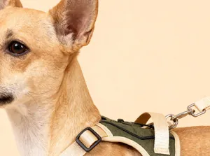 Gros plan du harnais tactique pour chien avec attache de laisse en métal.