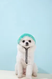 Een witte hond draagt een turquoise verstelbare zonnehoed tegen een lichtblauwe achtergrond