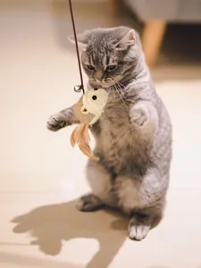 Action shot of a gray tabby cat playing with a woven mouse toy featuring a feather tail.