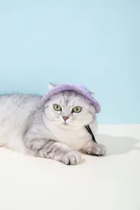 Detailweergave van een kat die een verstelbare paarse zonnehoed draagt met gaten voor oren