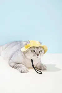 Gedetailleerd overzicht van een gele verstelbare zonnehoed voor katten met gaten