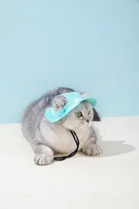 Close-up van een grijze kat met een turquoise verstelbare zonnehoed voor huisdieren