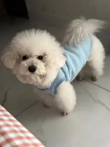 Gilet d'hiver chaud en polaire bleu clair sur un mignon chien Bichon Frisé blanc