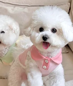 Detailansicht eines weißen Bichon Frise mit einer rosa-weißen Sommer-Polo-Haustierweste