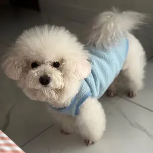 Gros plan d'un chien Bichon Frisé portant une veste d'hiver en polaire bleu clair douce