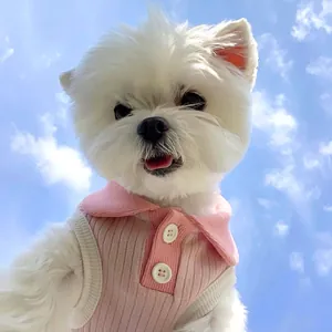 Süßer kleiner Hund im rosa gestreiften Sommer-Poloshirt vor strahlend blauem Himmel