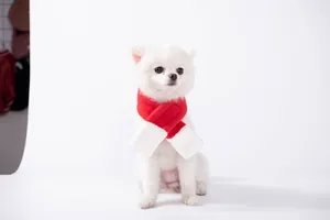 Detailansicht eines weichen rot-weißen Plüsch-Weihnachtsschals an einem kleinen weißen Hund