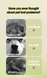 Professional pet health infographic showing cracked paws and dry nose for pet balm usage
