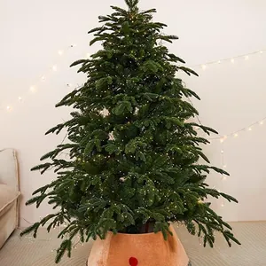 Large lush green Christmas tree decorated with warm fairy lights and orange collar