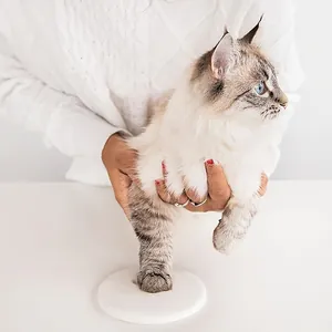Close-up of a cat paw pressing into a white souvenir pet footprint clay mold