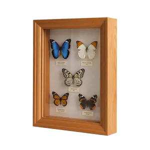 Vista macro detallada de especímenes de mariposas reales en un marco de madera