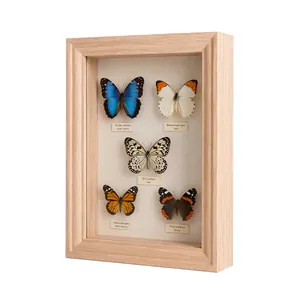 Vista detallada de marco de madera natural con cinco especímenes reales de mariposas