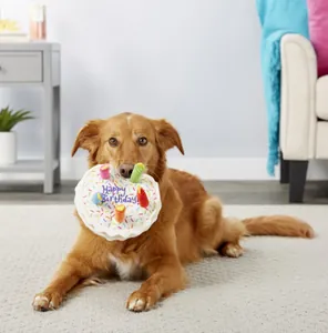 Jouet peluche gâteau d'anniversaire pour chien avec bougies colorées tenu par un chien dans sa gueule